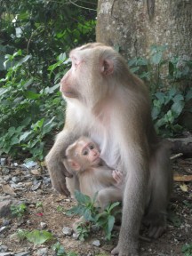 Baby monkey feeding!