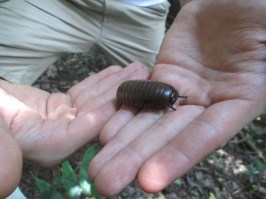 LOOK AT THIS ROLLIE POLLIE!